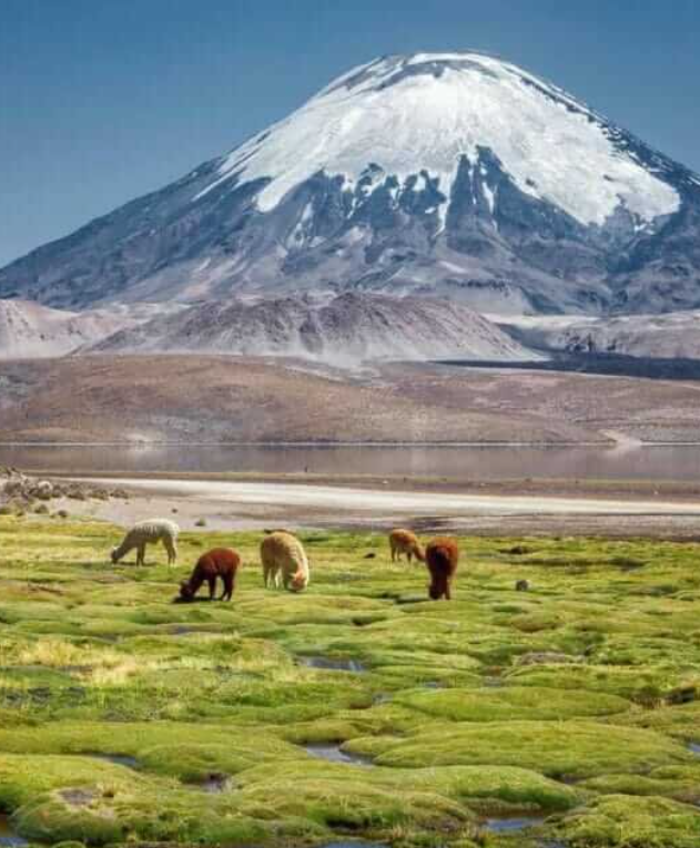 Montaña con alpacas